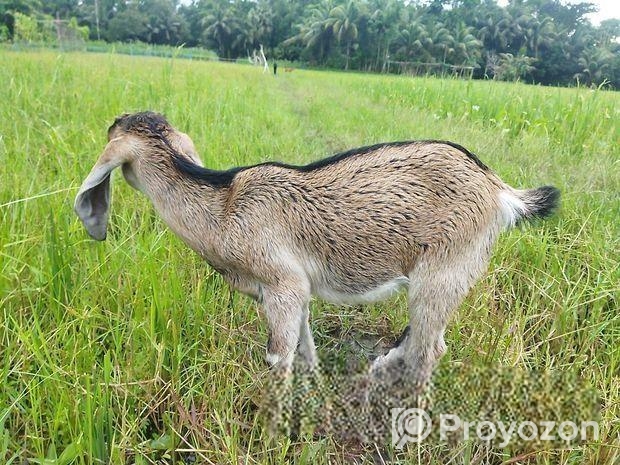 দুইটি ছাগলের বাচ্চা বিক্রি হবে