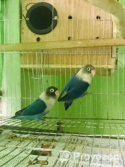 Love bird