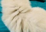 High Quality Persian Kitten