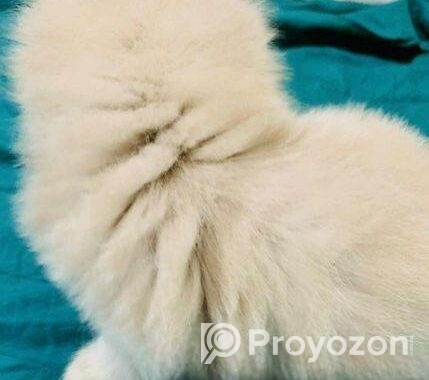 High Quality Persian Kitten