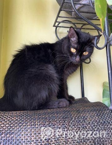 Mixed breed female