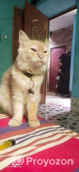 Cat Sell