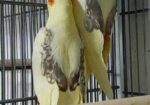 ককাটেল ও লাভ বার্ড পাখী বিক্রয় করা হবে