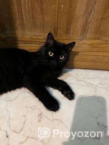 Mixed breed female