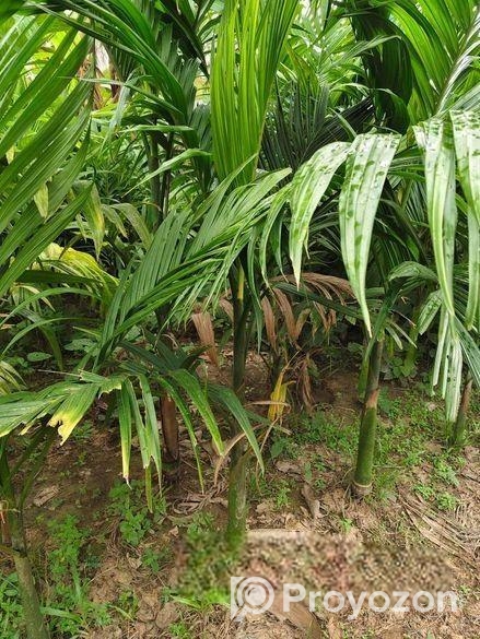 সুপারি গাছের চারা