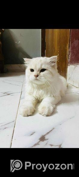 Parsian cat sell