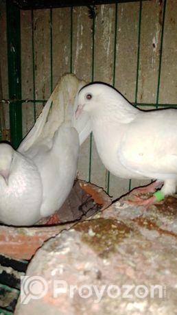 কালদম ফুল রানিং