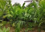 সুপারি গাছের চারা