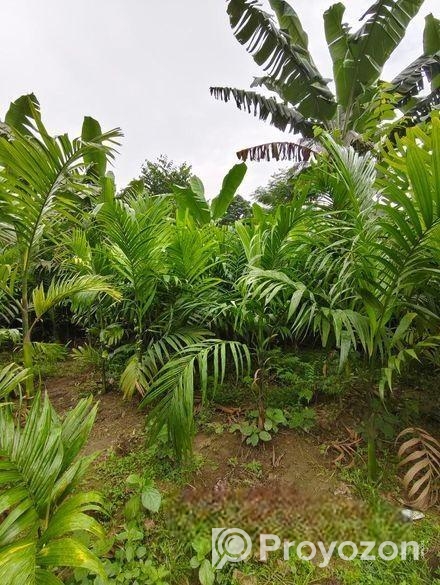 সুপারি গাছের চারা