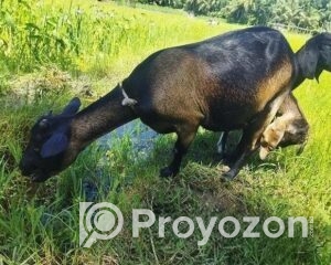 fitted-80_2025-09-25_12-27-09