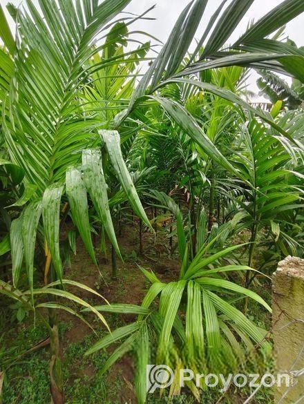 সুপারি গাছের চারা