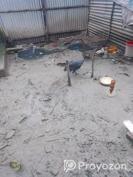 তিতি মুরগী