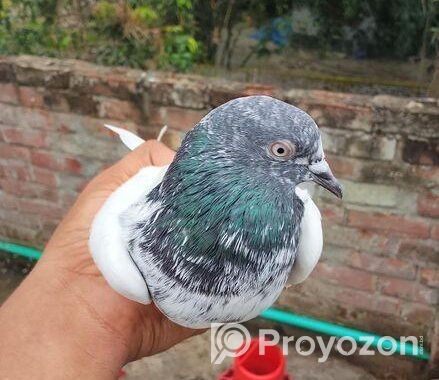 Kichu Pakistani Kobitor Sell Hobe