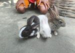 Rabbit for sale