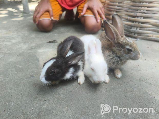 Rabbit for sale