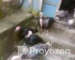 fitted-82_2025-09-25_12-29-12