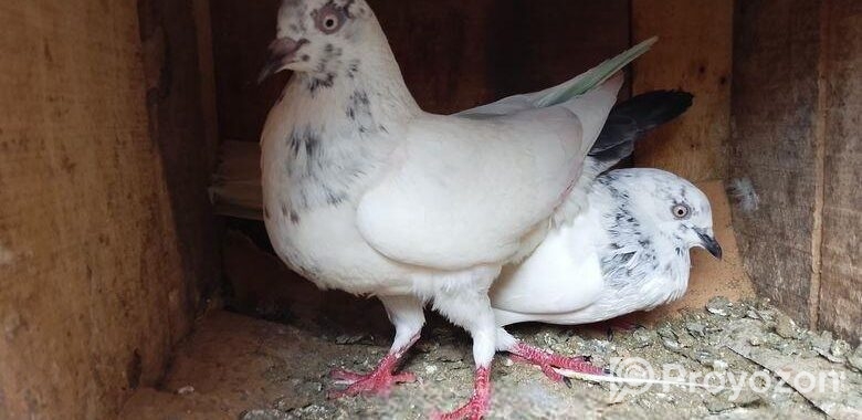 Kichu Pakistani Kobitor Sell Hobe