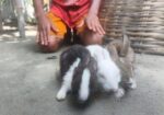 Rabbit for sale
