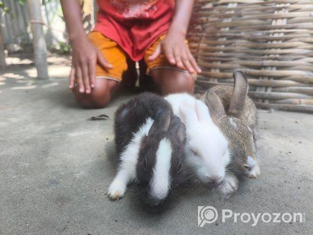 Rabbit for sale