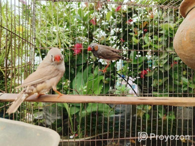 একজোড়া জেব্রা প্রিন্স পাখি বিক্রয় করা হবে