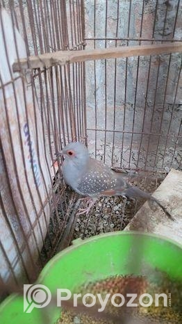 Bajrikar phaki