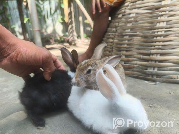Rabbit for sale