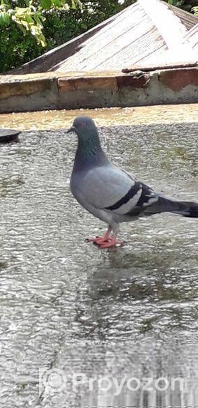 রানিং সবজি মাদি