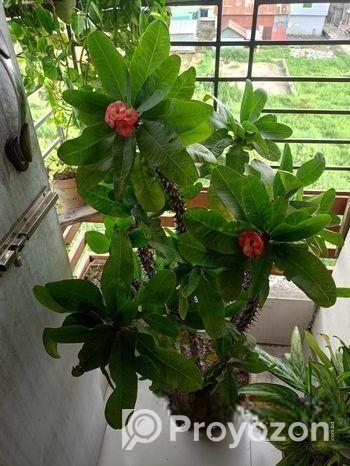 প্রায় ৯ বছর এর আকর্ষণীয় কাটার মুকুট ও ক্যাকটাস