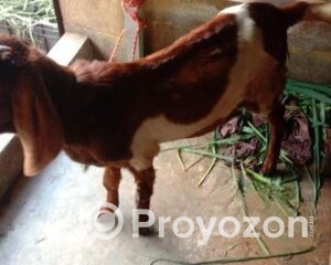 fitted-89_2025-09-20_00-29-08