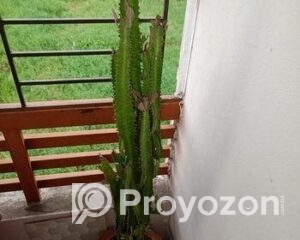 fitted-89_2025-09-20_12-13-44