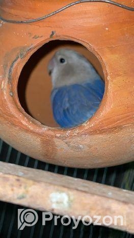 ল্যাব ব্বার্ডস বিক্রি love birds sell