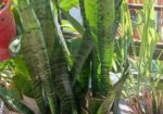 মাটি সহ গাছ