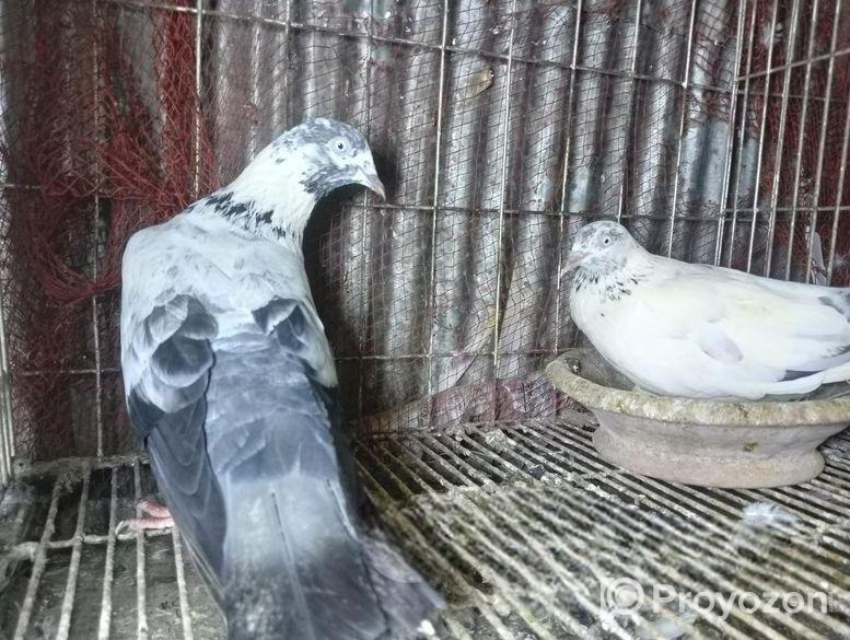 অরিজিনাল সাহারানপুরি কবুতর