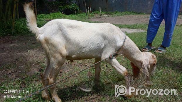 খাসি for sale