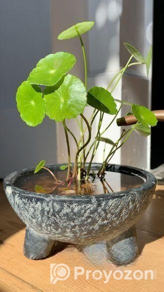 Coin Plant