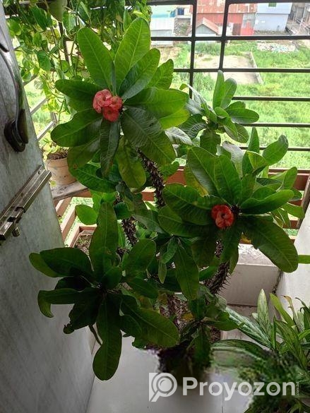 প্রায় ৯ বছর এর আকর্ষণীয় কাটার মুকুট ও ক্যাকটাস গাছ