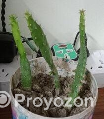 fitted-91_2025-09-20_12-16-49