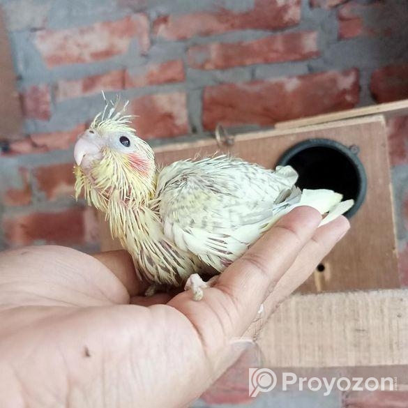 ককাটেল টেম্প সাইজ বেবি