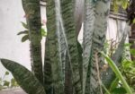 গাছের চারা