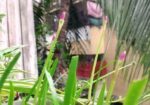 গাছের চারা