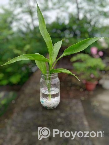 জার with plant