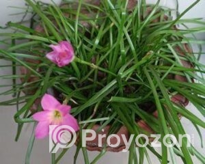 fitted-96_2025-09-20_12-22-05