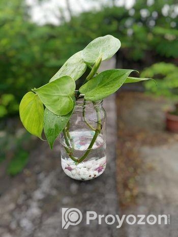 জার with plant