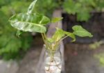 জার with plant