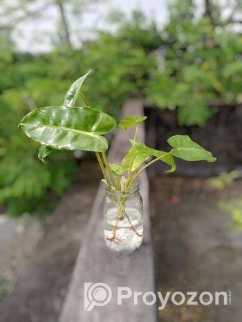 জার with plant