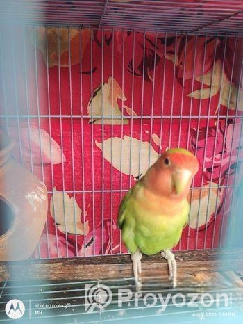 Love Bird Green Male
