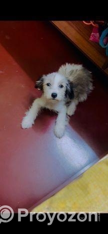 Pet (dog)
