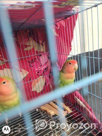 Love Bird Green Male