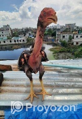 Assel Faytar Baccah Hat Bodol Hobe