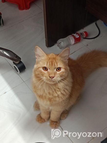 Persian cat